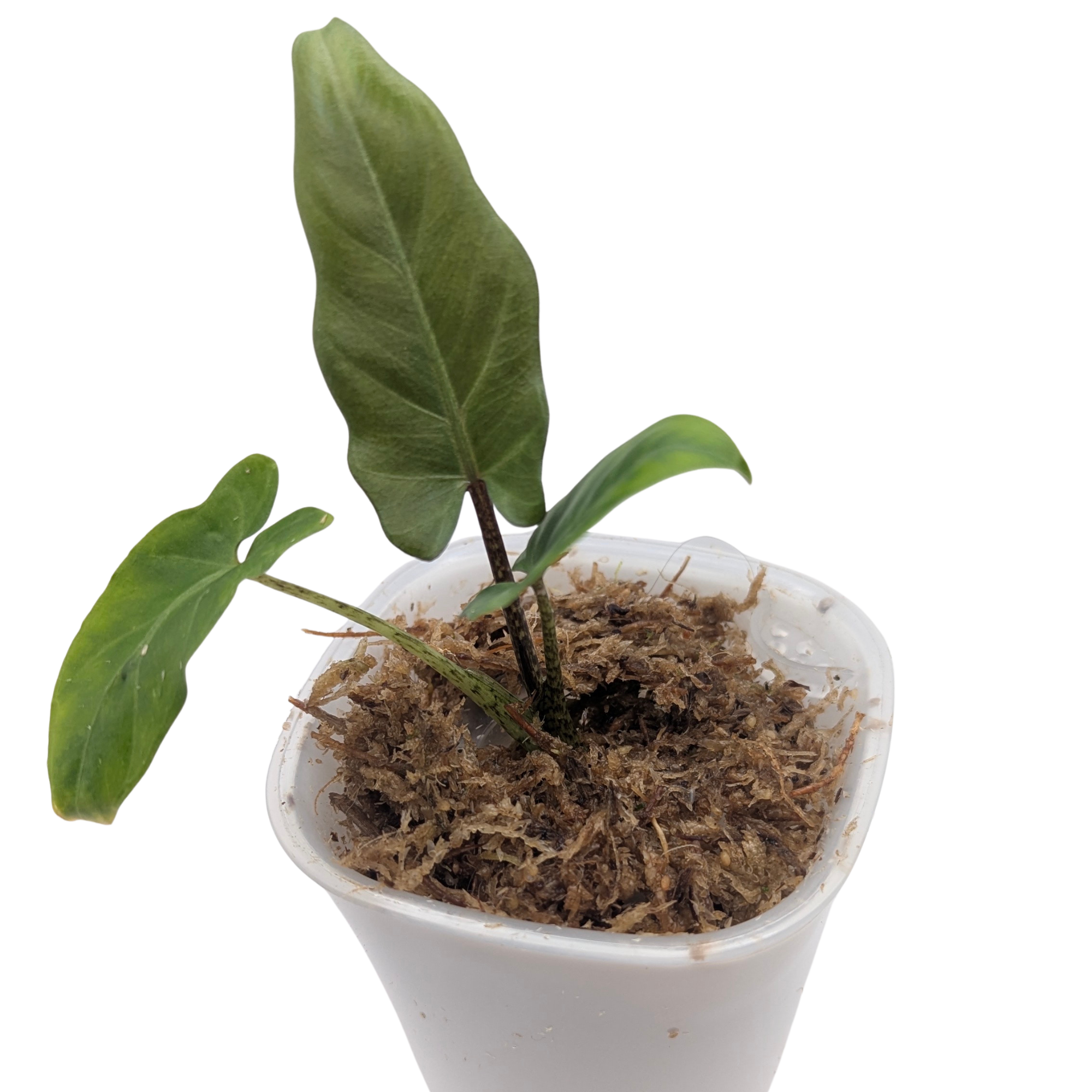 Baby Alocasia lauterbachiana 7
